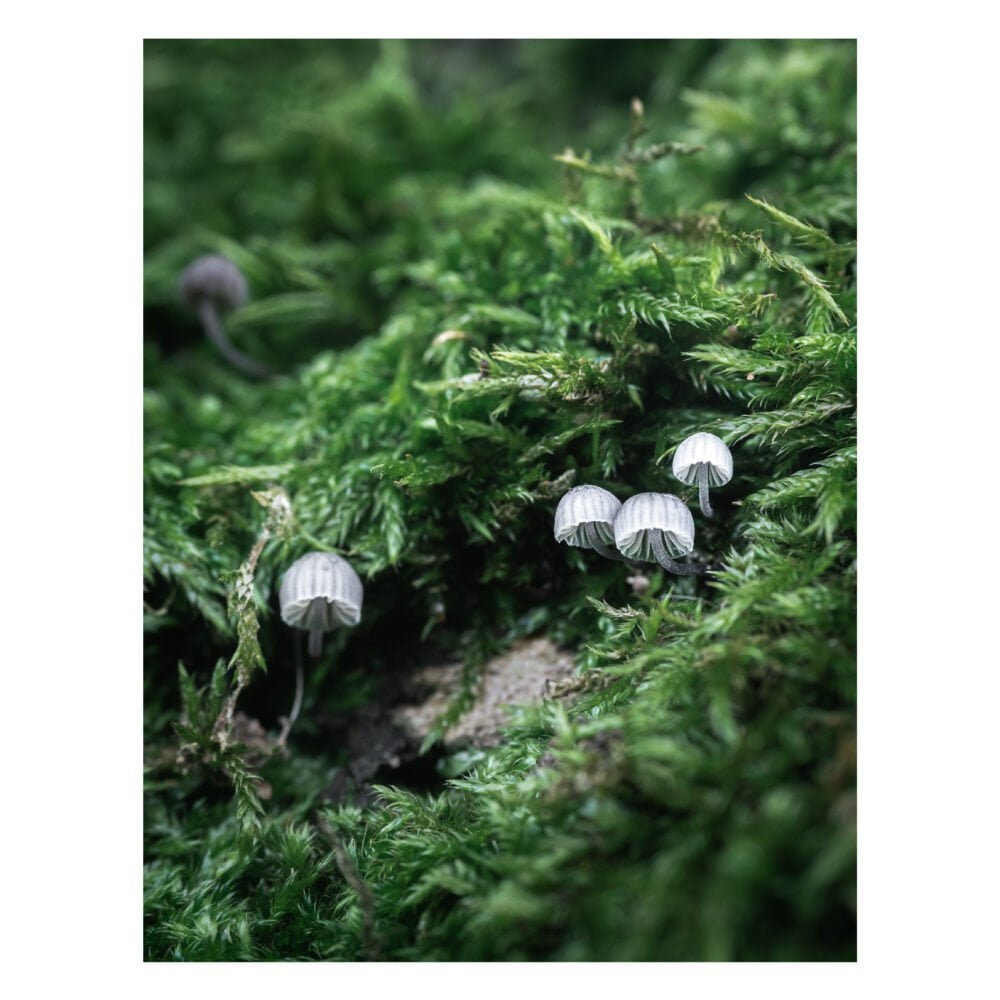 The Fairy Inkcap
